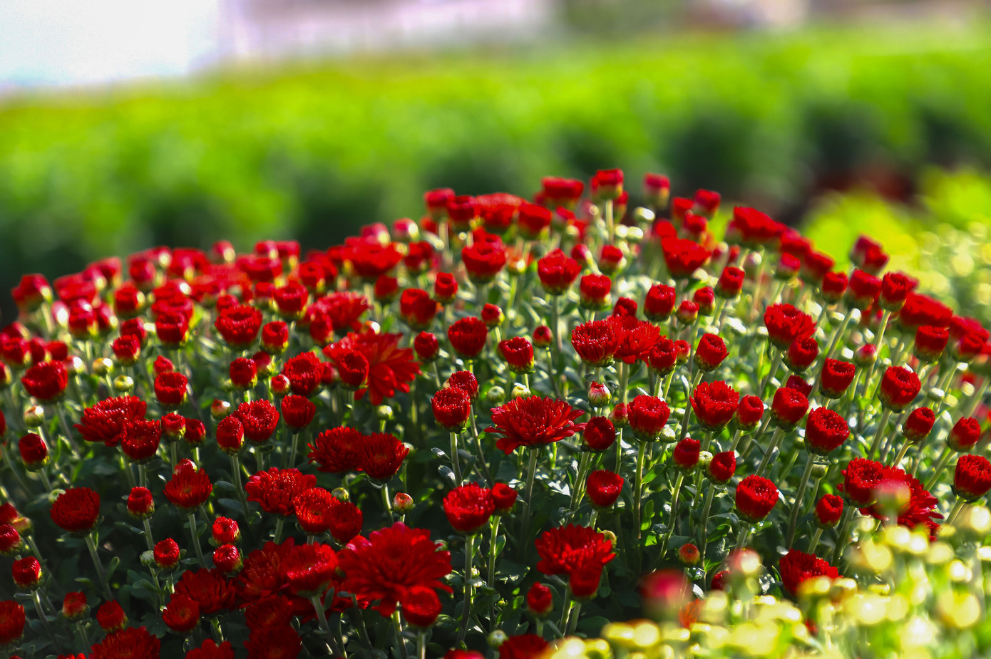 Cúc Đài Loan giá tiền triệu hút khách dịp Tết Nguyên đán 2026 - Ảnh 10. Cúc Đài Loan giá tiền triệu hút khách dịp Tết Nguyên đán 2026 - Ảnh 10.