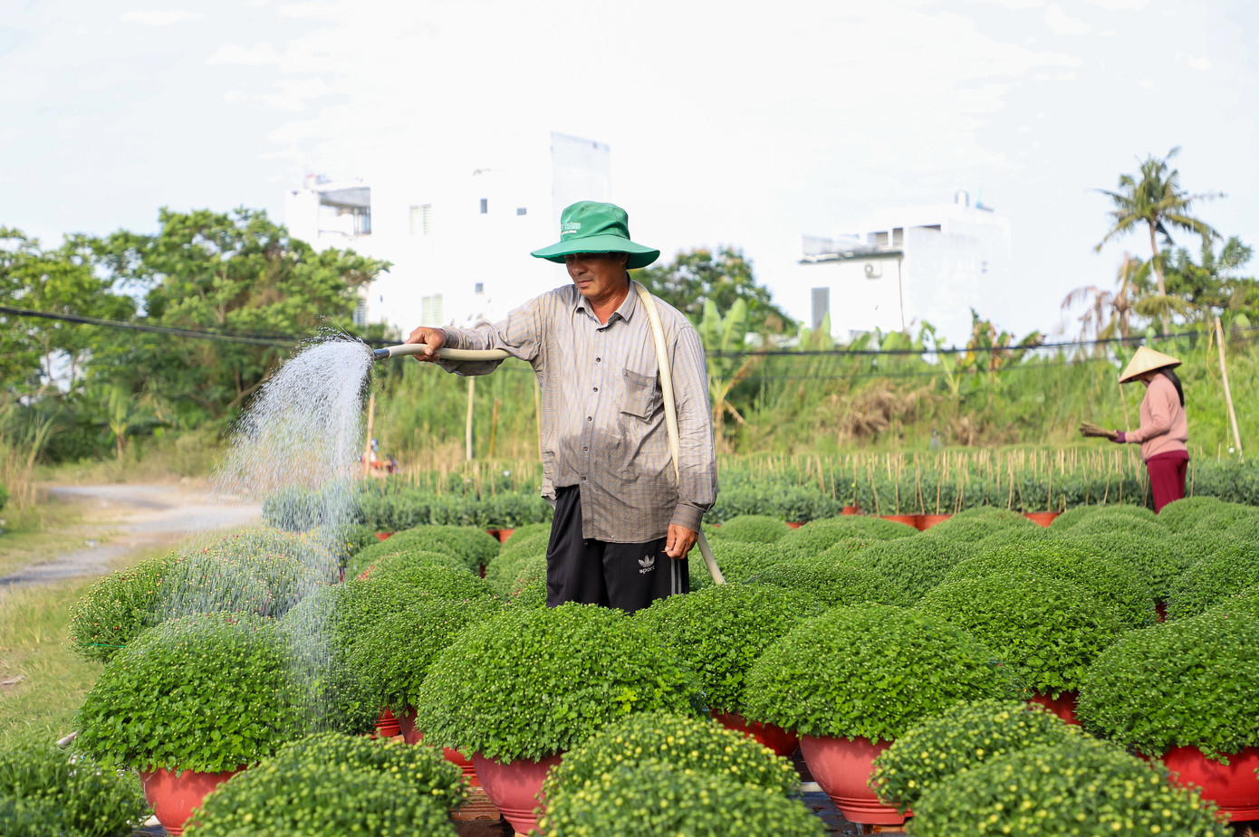 Cúc Đài Loan giá tiền triệu hút khách dịp Tết Nguyên đán 2026 - Ảnh 5. Cúc Đài Loan giá tiền triệu hút khách dịp Tết Nguyên đán 2026 - Ảnh 5.