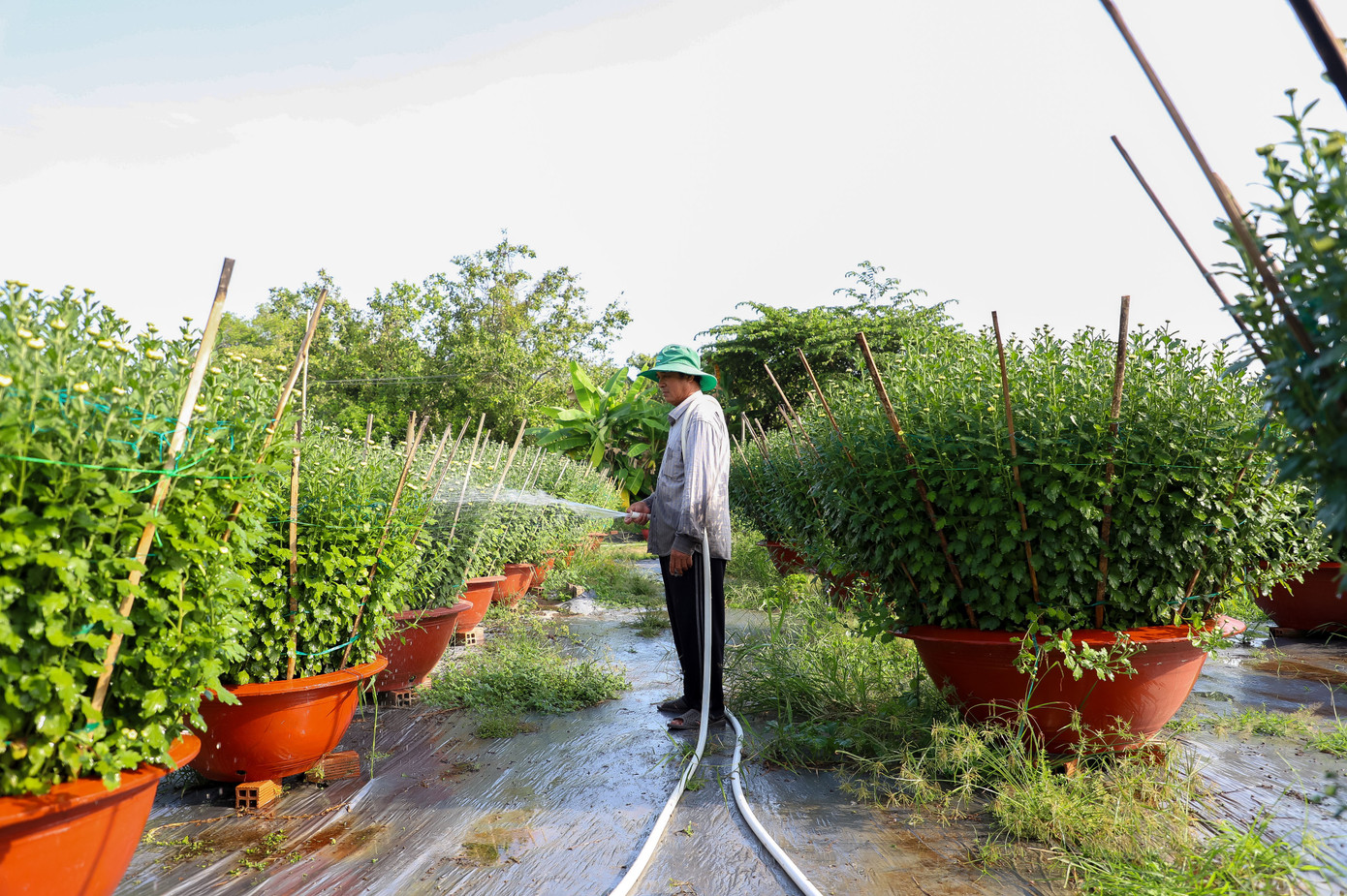 Cúc Đài Loan giá tiền triệu hút khách dịp Tết Nguyên đán 2026 - Ảnh 2. Cúc Đài Loan giá tiền triệu hút khách dịp Tết Nguyên đán 2026 - Ảnh 2.
