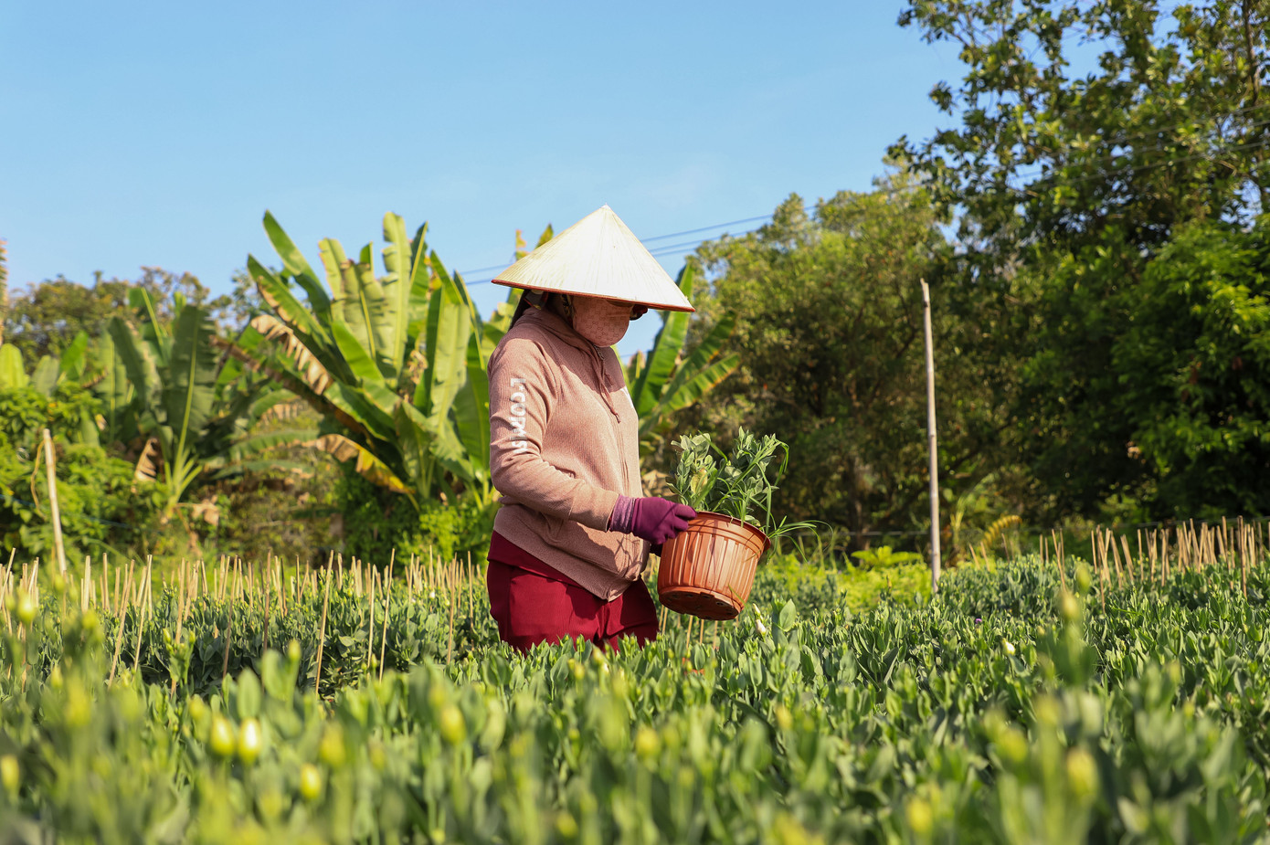 Cúc Đài Loan giá tiền triệu hút khách dịp Tết Nguyên đán 2026 - Ảnh 1. Cúc Đài Loan giá tiền triệu hút khách dịp Tết Nguyên đán 2026 - Ảnh 1.