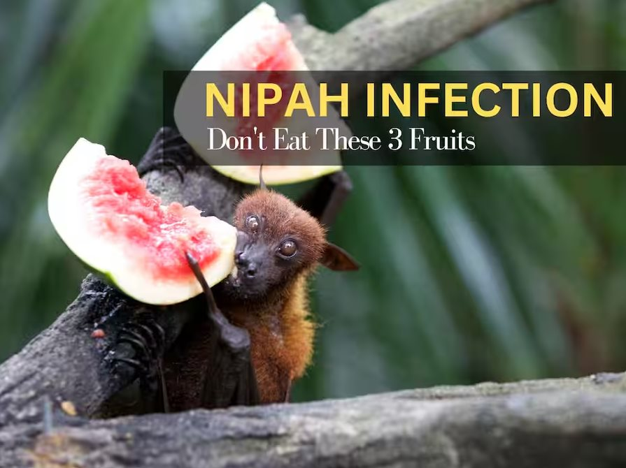 Virus Nipah trong thực phẩm hữu cơ: Nguy cơ và cách phòng tránh cho người tiêu dùng - Ảnh 2. Virus Nipah trong thực phẩm hữu cơ: Nguy cơ và cách phòng tránh cho người tiêu dùng - Ảnh 2.