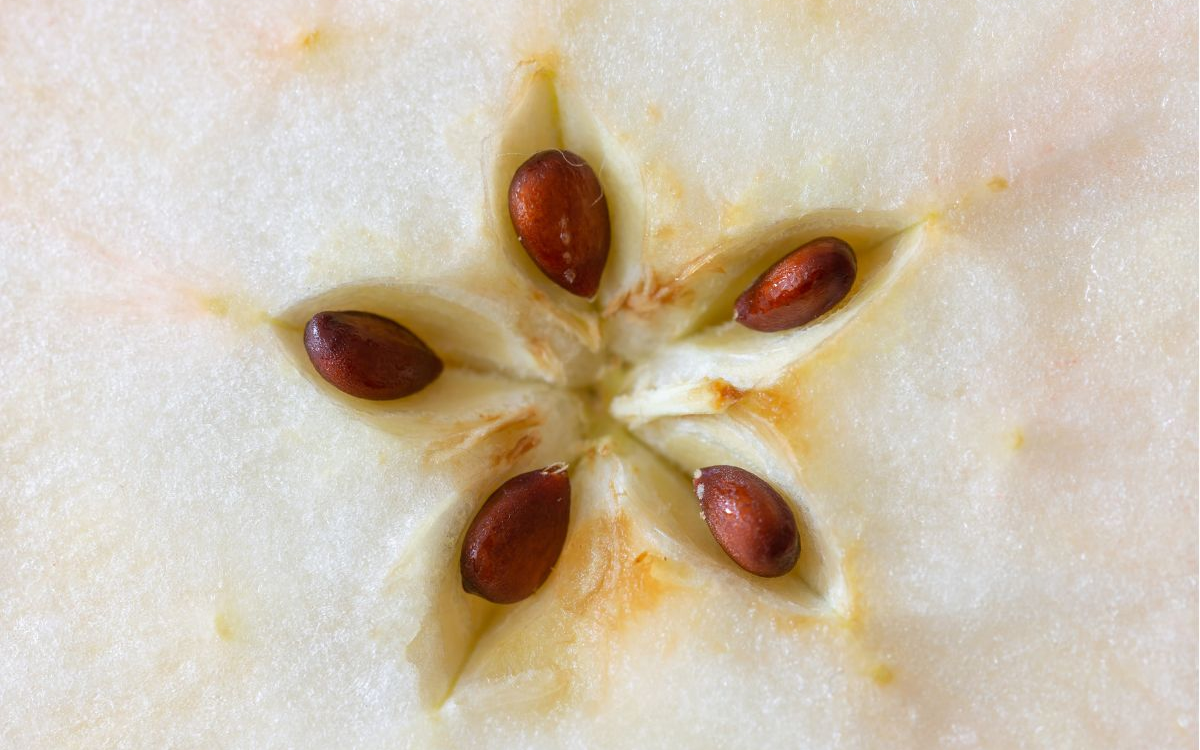 Loại quả chứa chất "kịch độc", nhất quả số 1 trẻ con mê tít - Ảnh 3.