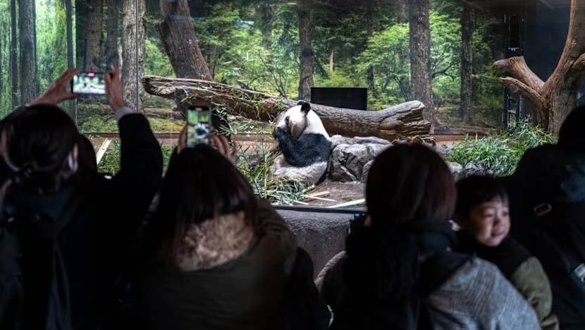 Hàng dài người dân tiễn gấu trúc Nhật Bản trở về Trung Quốc , thiệt hại kinh tế lớn - Ảnh 6.