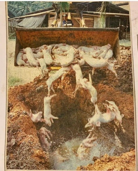 Ký ức kinh hoàng của bệnh nhân Nipah: Di chứng và nỗi ám ảnh không nguôi - Ảnh 2.