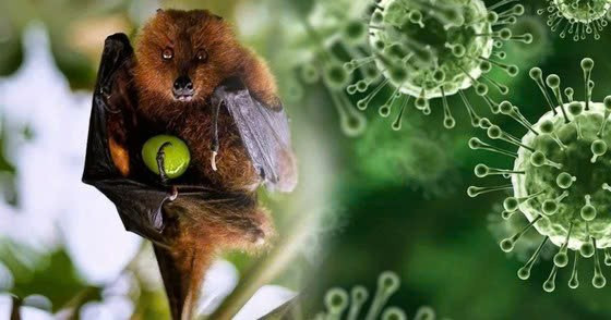 Tiết lộ sự thật về virus Nipah và nguy cơ lây lan tại Việt Nam 2026 - Ảnh 2. Tiết lộ sự thật về virus Nipah và nguy cơ lây lan tại Việt Nam 2026 - Ảnh 2.