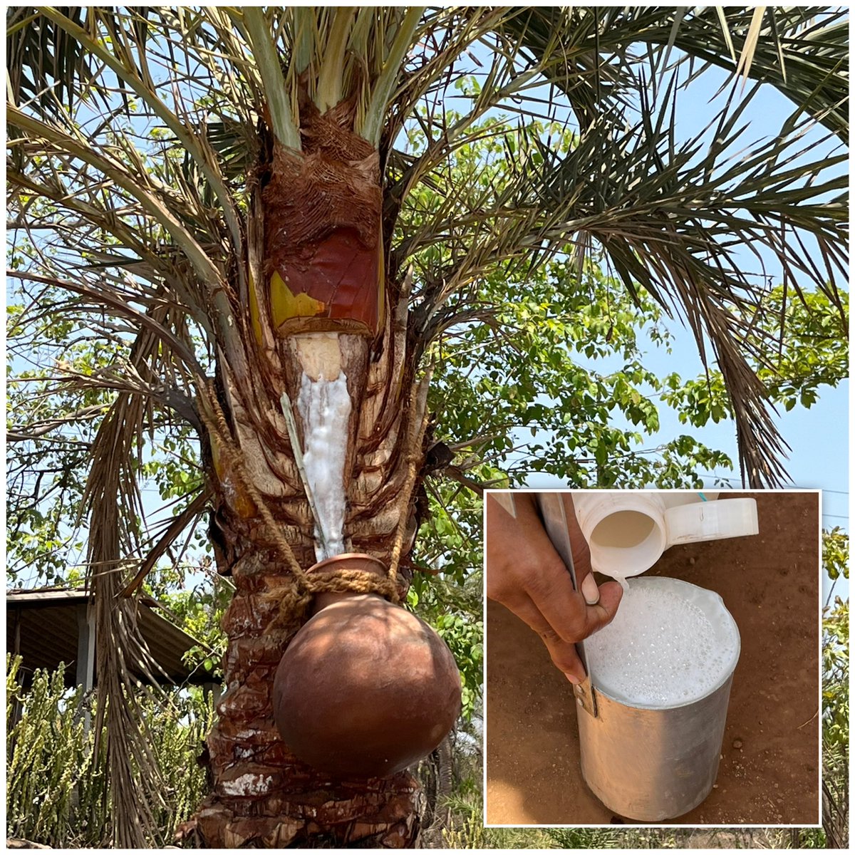 Virus Nipah lây lan từ mật chà là sống trong đám cưới tại Ấn Độ năm 2026 - Ảnh 1.