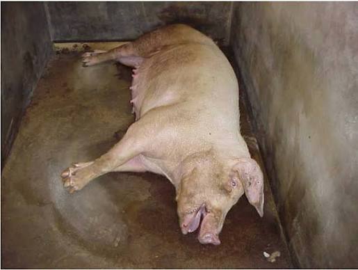 Không chỉ lây từ dơi, virus Nipah có thể truyền qua cả lợn và thịt lợn: Cảnh báo nguy cơ từ nguồn thực phẩm kém an toàn- Ảnh 1. Không chỉ lây từ dơi, virus Nipah có thể truyền qua cả lợn và thịt lợn: Cảnh báo nguy cơ từ nguồn thực phẩm kém an toàn- Ảnh 1.