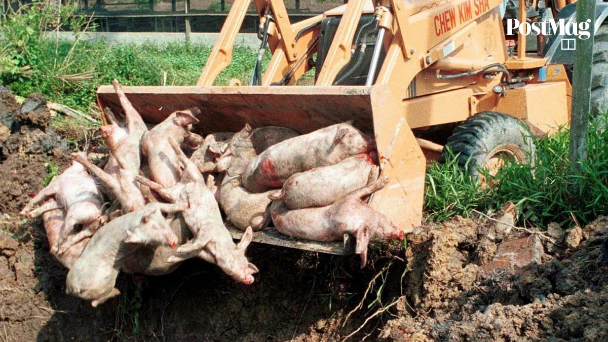 Không chỉ lây từ dơi, virus Nipah có thể truyền qua cả lợn và thịt lợn: Cảnh báo nguy cơ từ nguồn thực phẩm kém an toàn- Ảnh 2. Không chỉ lây từ dơi, virus Nipah có thể truyền qua cả lợn và thịt lợn: Cảnh báo nguy cơ từ nguồn thực phẩm kém an toàn- Ảnh 2.