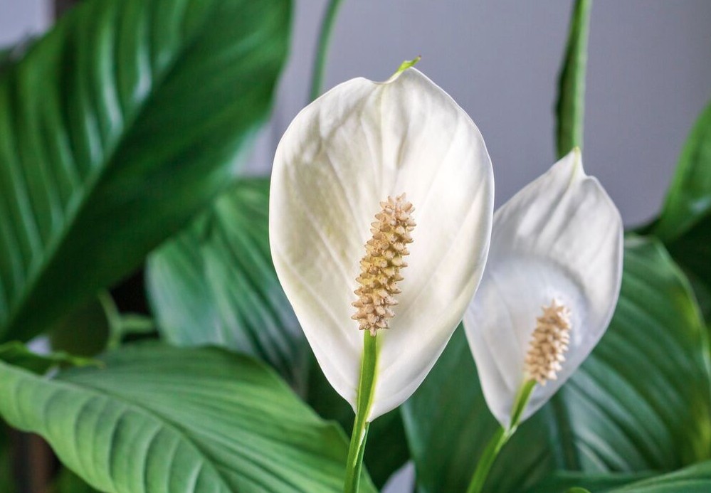 Cách tưới nước cho cây lan ý để cây ra nhiều hoa đẹp hơn