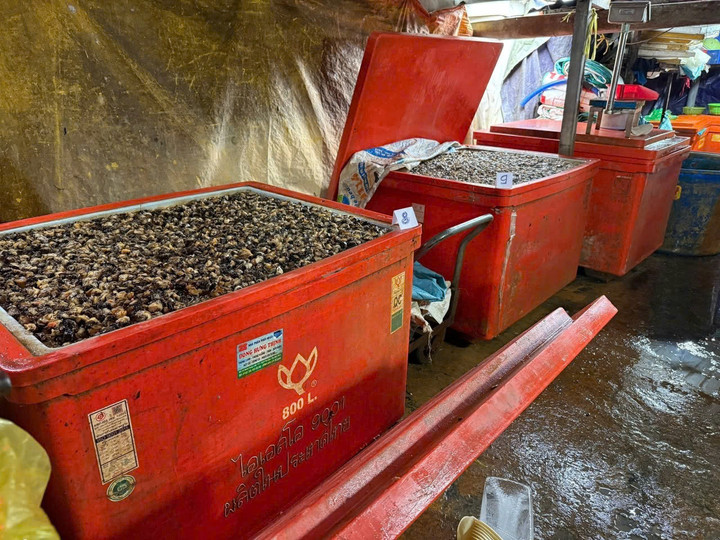 Rùng mình vụ 3 . 000 Tấn thịt ốc bươu ngâm hóa chất độc hại tại TP . HCM - Ảnh 5.