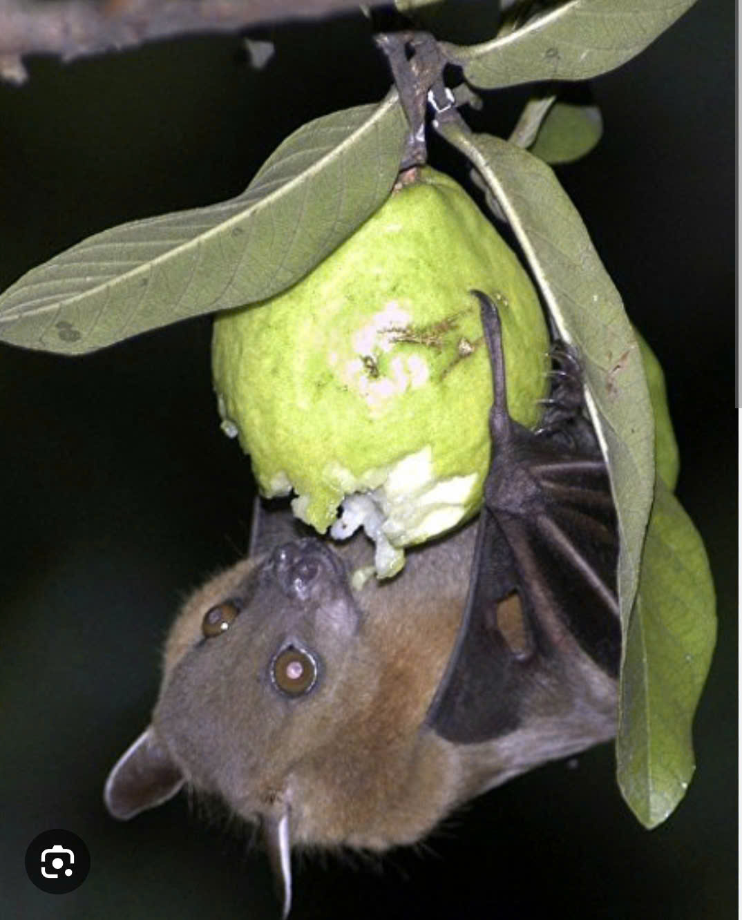 Virus Nipah có thật sự đáng sợ? - Ảnh 1.