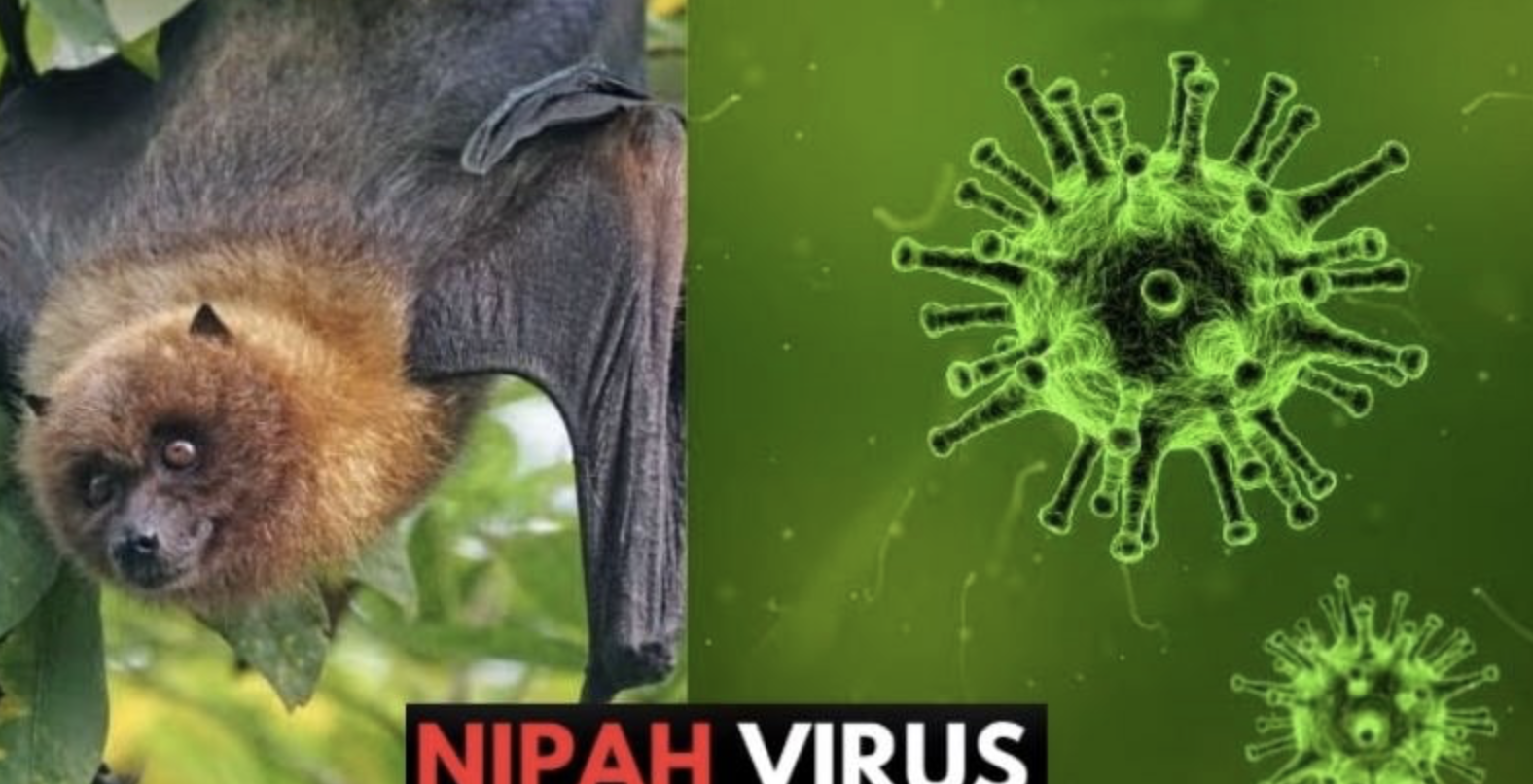 Nóng: Cục Quản lý Khám chữa bệnh (Bộ Y tế) ra thông báo khẩn về virus Nipah - Ảnh 1.