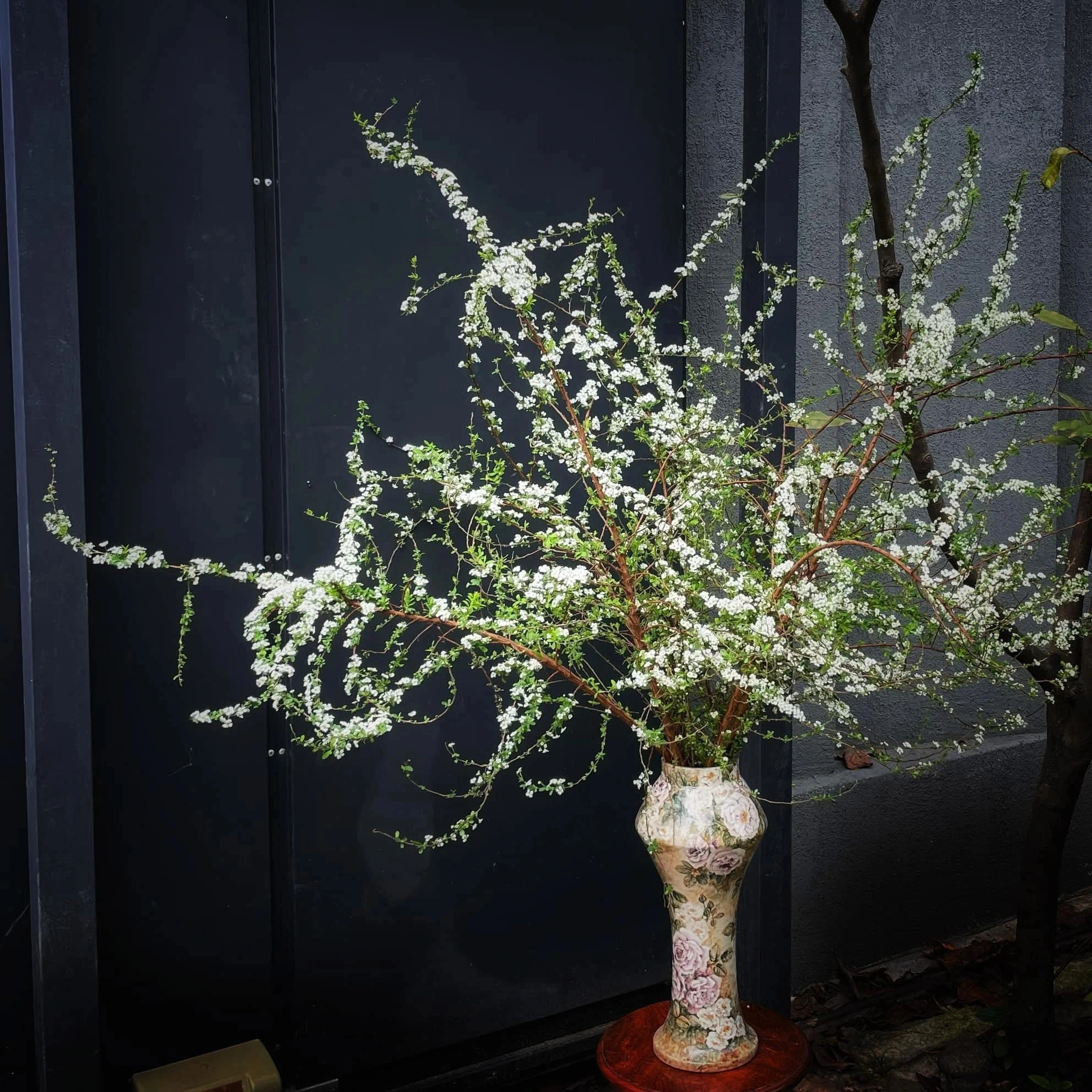 5 loại hoa chơi Tết “không có đỉnh nhất chỉ có đỉnh hơn”: Chưng xong chỉ ngẩn ngơ ngắm, đẹp đến nỗi cạn từ khen- Ảnh 5.