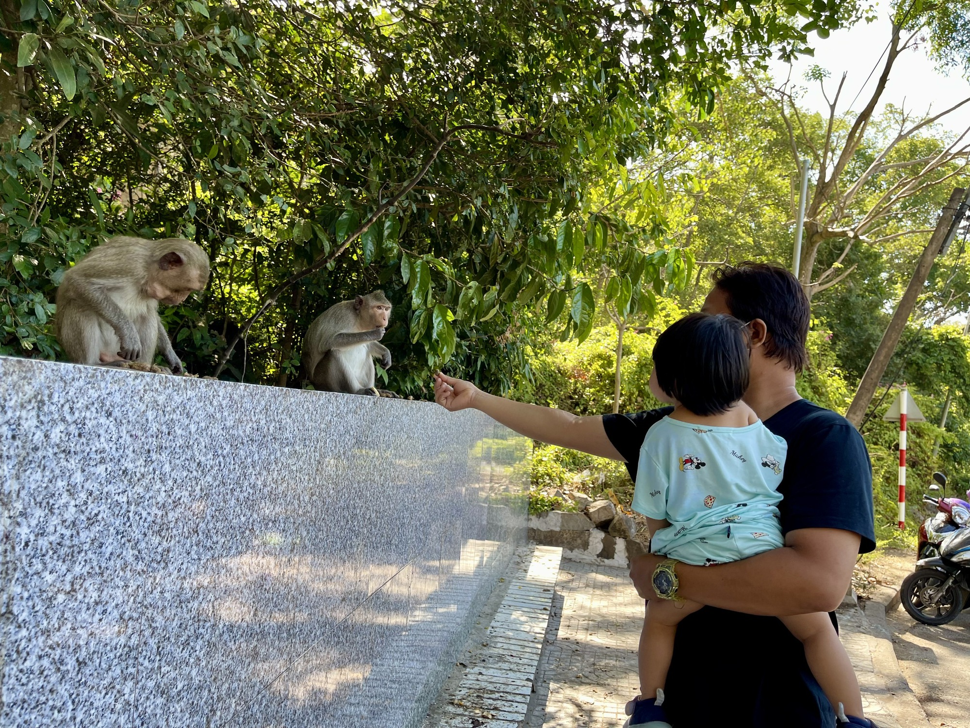 Vũng Tàu: Khỉ trên Núi Lớn rượt đuổi, tấn công người - Ảnh 5.