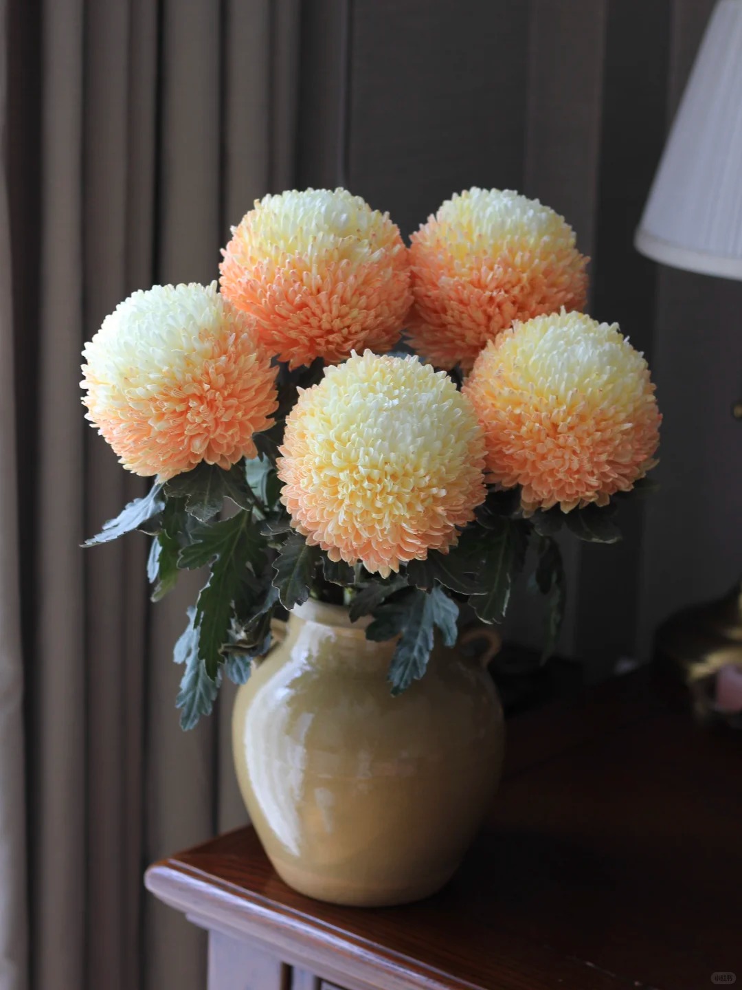 Cúc mẫu đơn: Lòai hoa khổng lồ mang phú qúy cho ngày Tết 2026 - Ảnh 37.