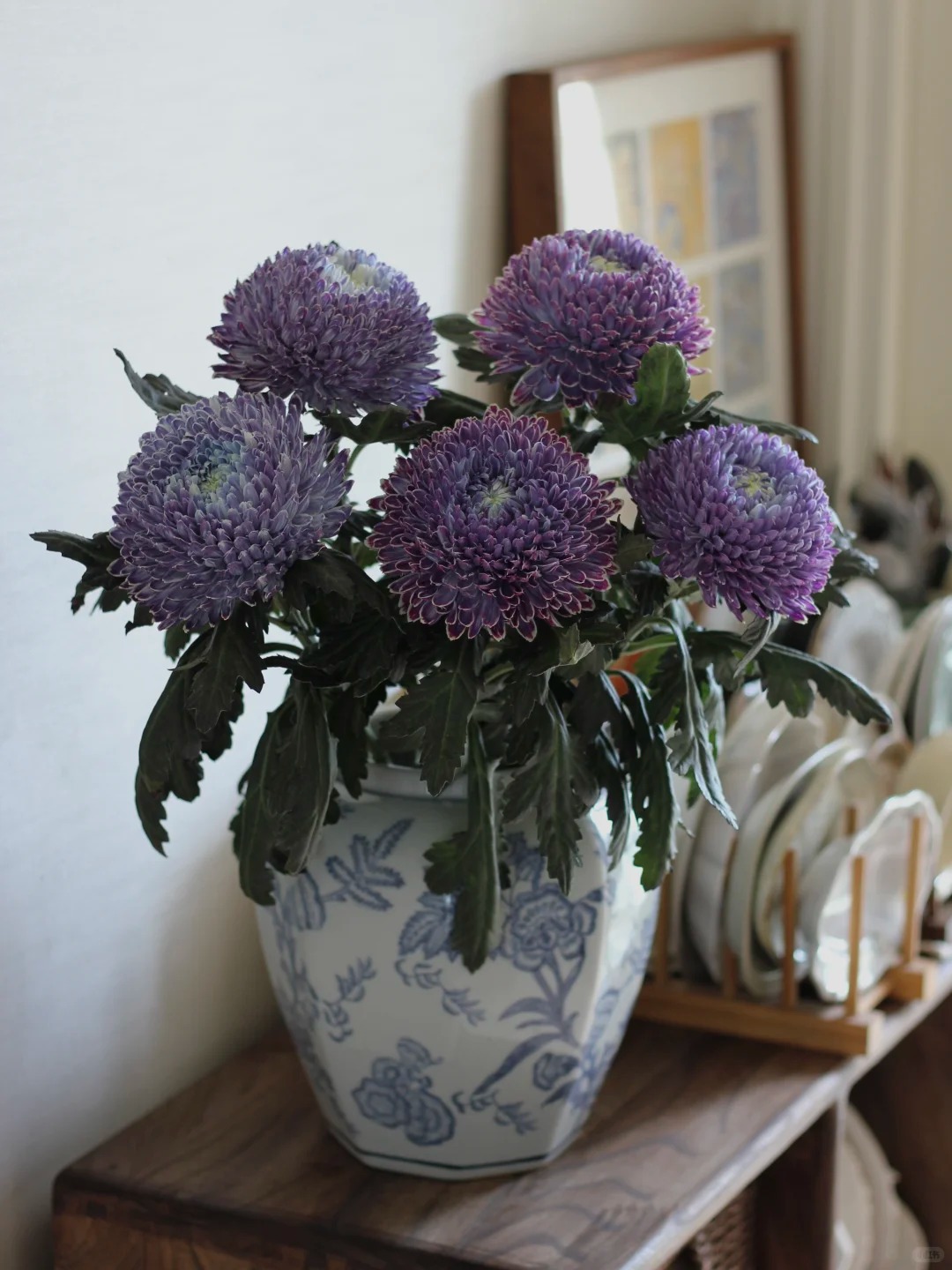 Cúc mẫu đơn: Lòai hoa khổng lồ mang phú qúy cho ngày Tết 2026 - Ảnh 15.