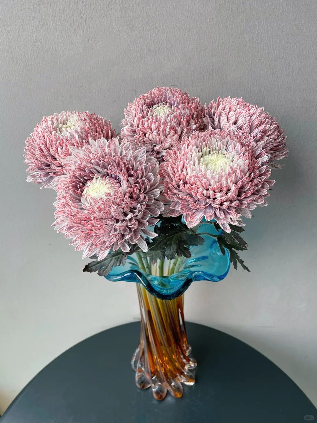 Cúc mẫu đơn: Lòai hoa khổng lồ mang phú qúy cho ngày Tết 2026 - Ảnh 14.