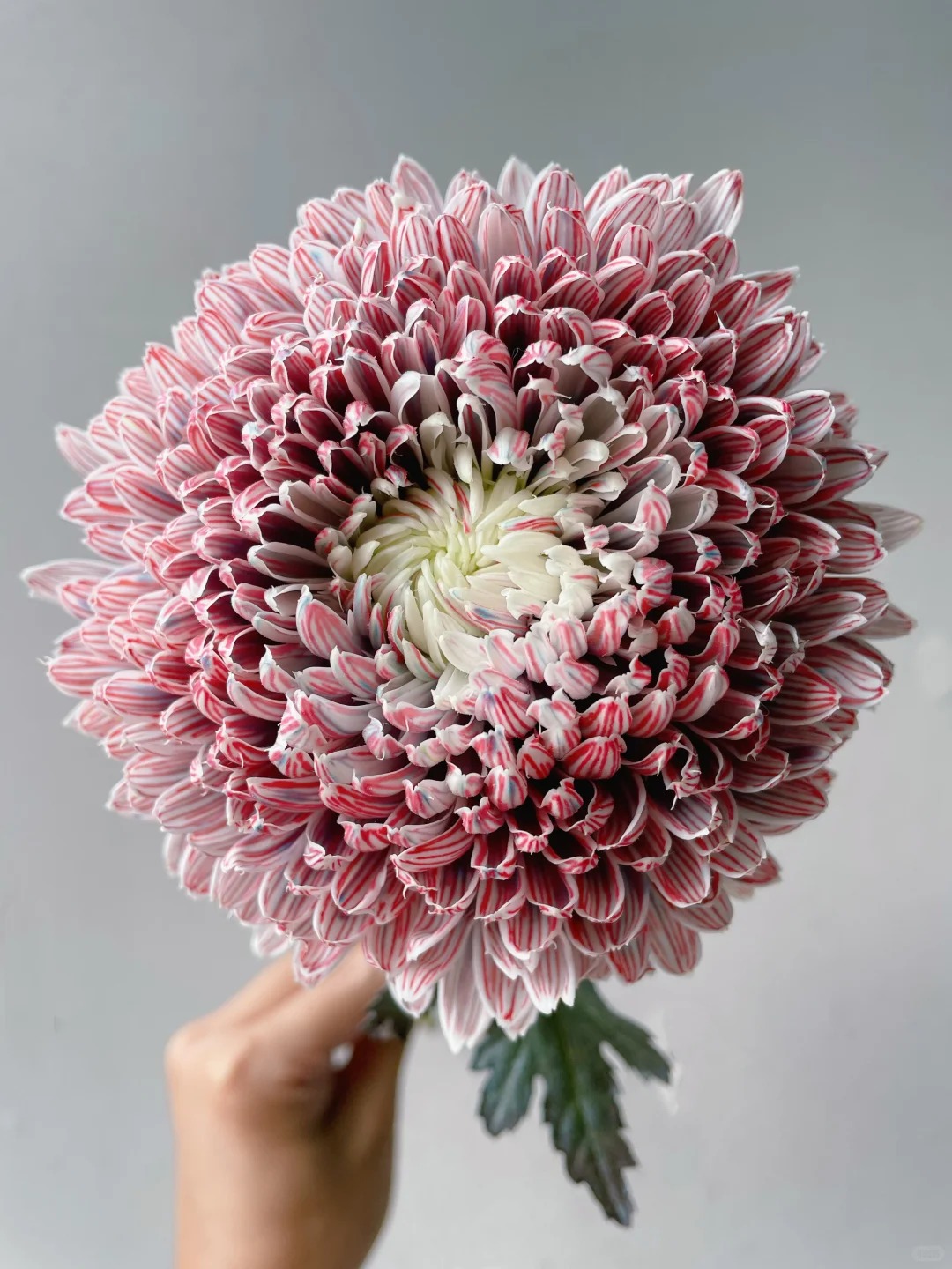 Cúc mẫu đơn: Lòai hoa khổng lồ mang phú qúy cho ngày Tết 2026 - Ảnh 27.