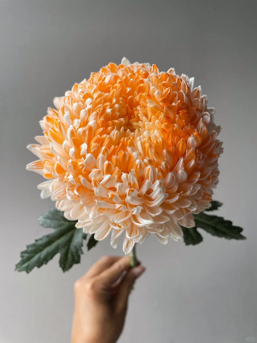 Cúc mẫu đơn: Lòai hoa khổng lồ mang phú qúy cho ngày Tết 2026 - Ảnh 28.