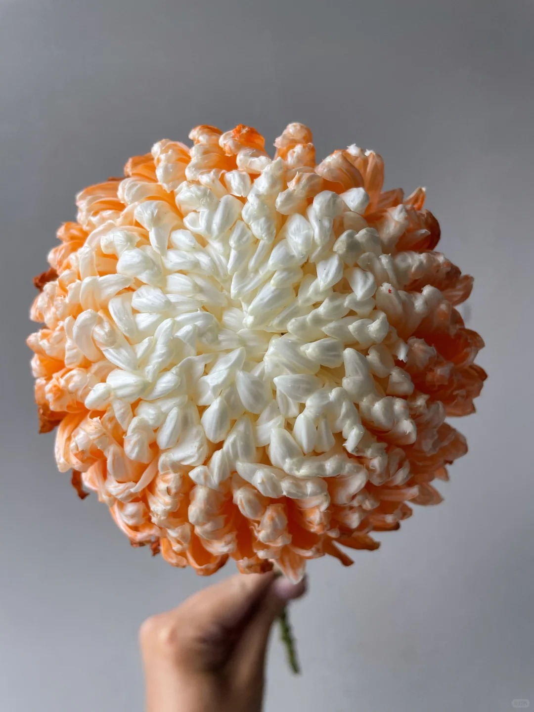 Cúc mẫu đơn: Lòai hoa khổng lồ mang phú qúy cho ngày Tết 2026 - Ảnh 26.