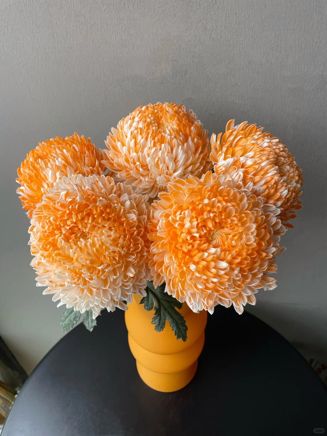 Cúc mẫu đơn: Lòai hoa khổng lồ mang phú qúy cho ngày Tết 2026 - Ảnh 36.