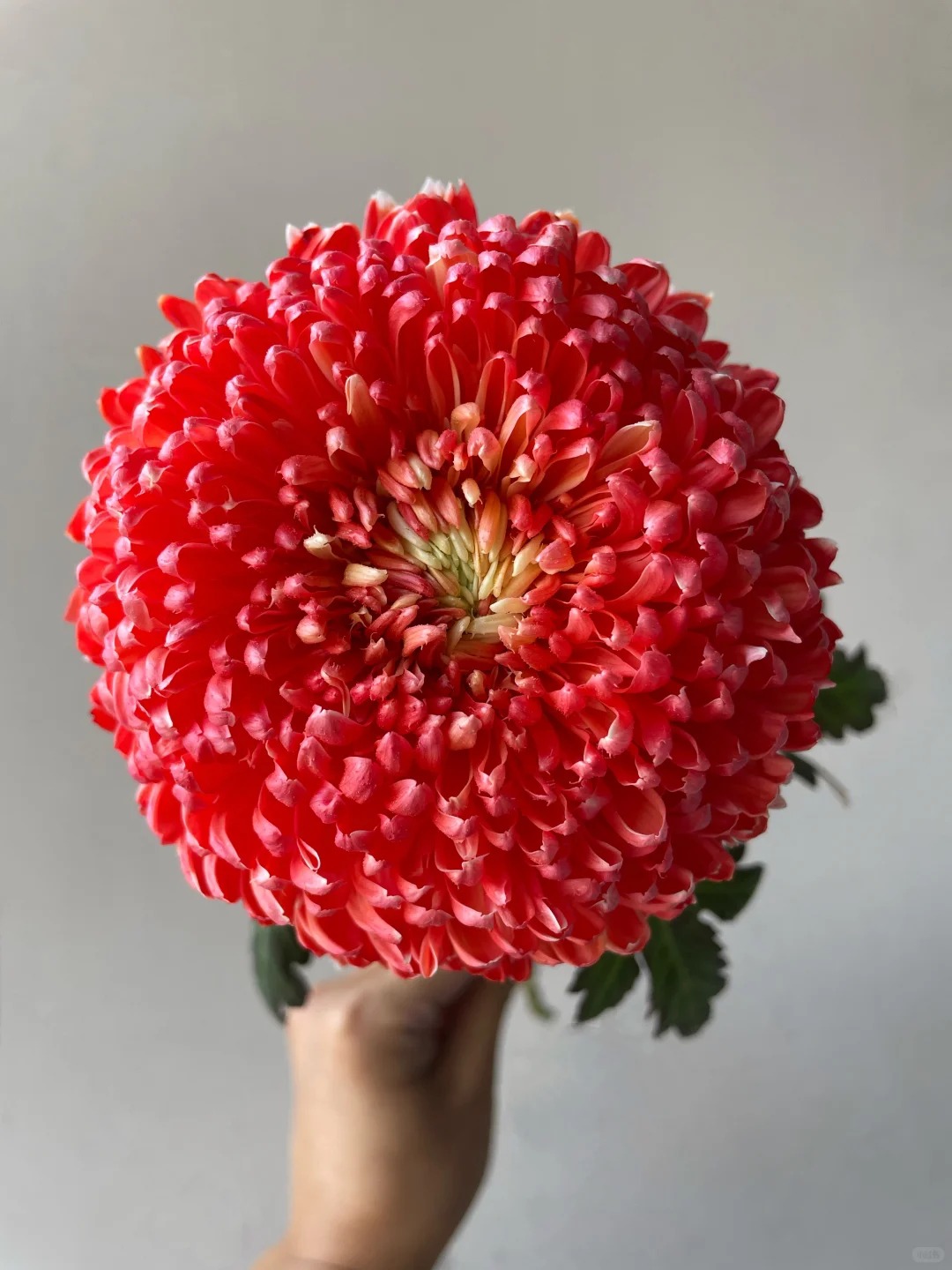 Cúc mẫu đơn: Lòai hoa khổng lồ mang phú qúy cho ngày Tết 2026 - Ảnh 29.