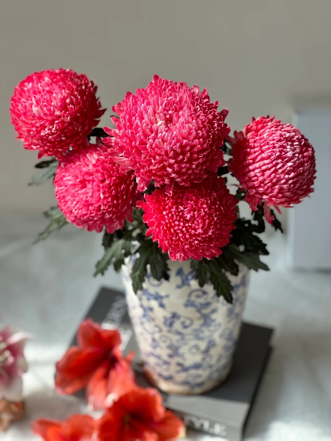 Cúc mẫu đơn: Lòai hoa khổng lồ mang phú qúy cho ngày Tết 2026 - Ảnh 23.