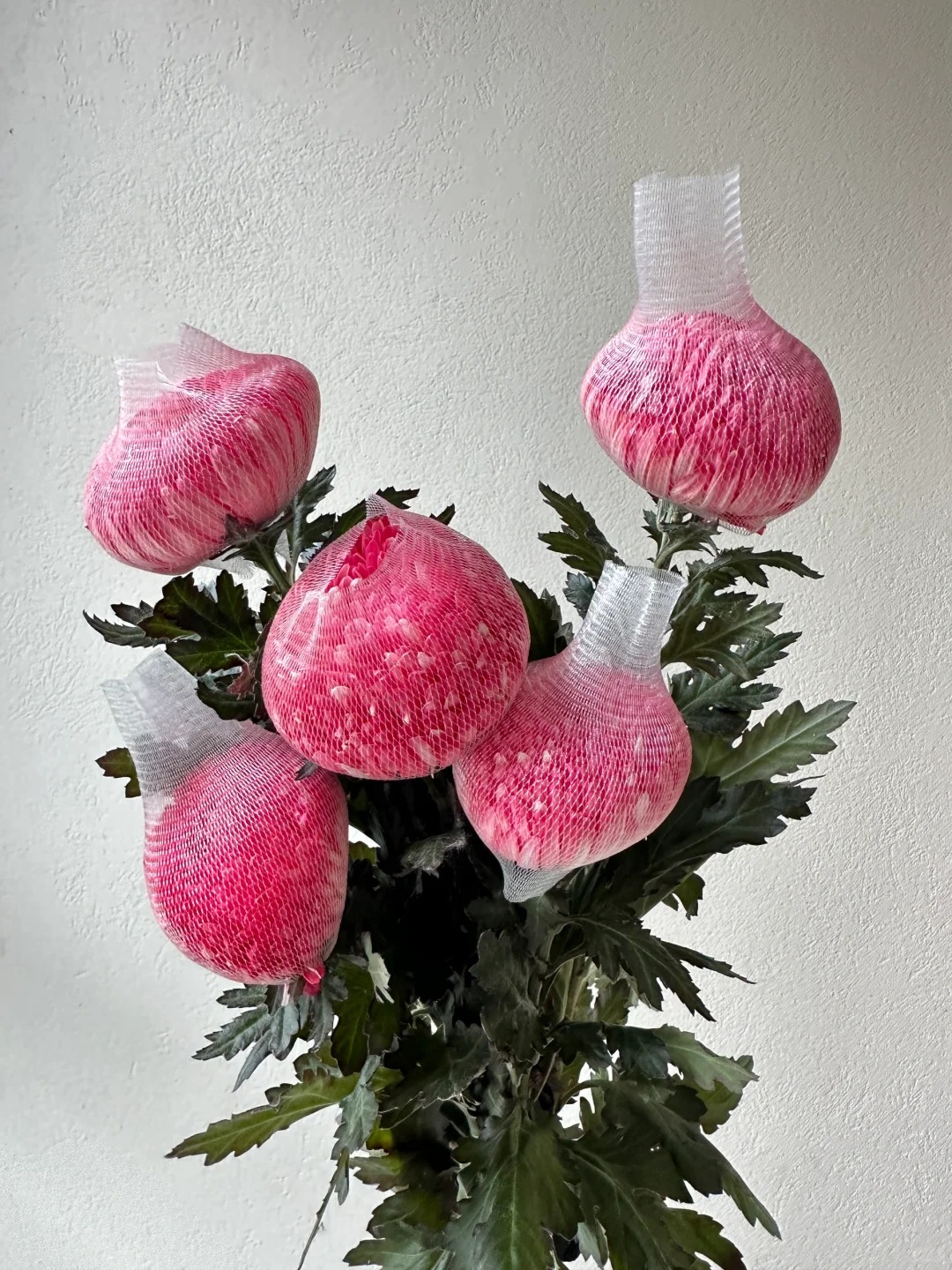 Cúc mẫu đơn: Lòai hoa khổng lồ mang phú qúy cho ngày Tết 2026 - Ảnh 31.