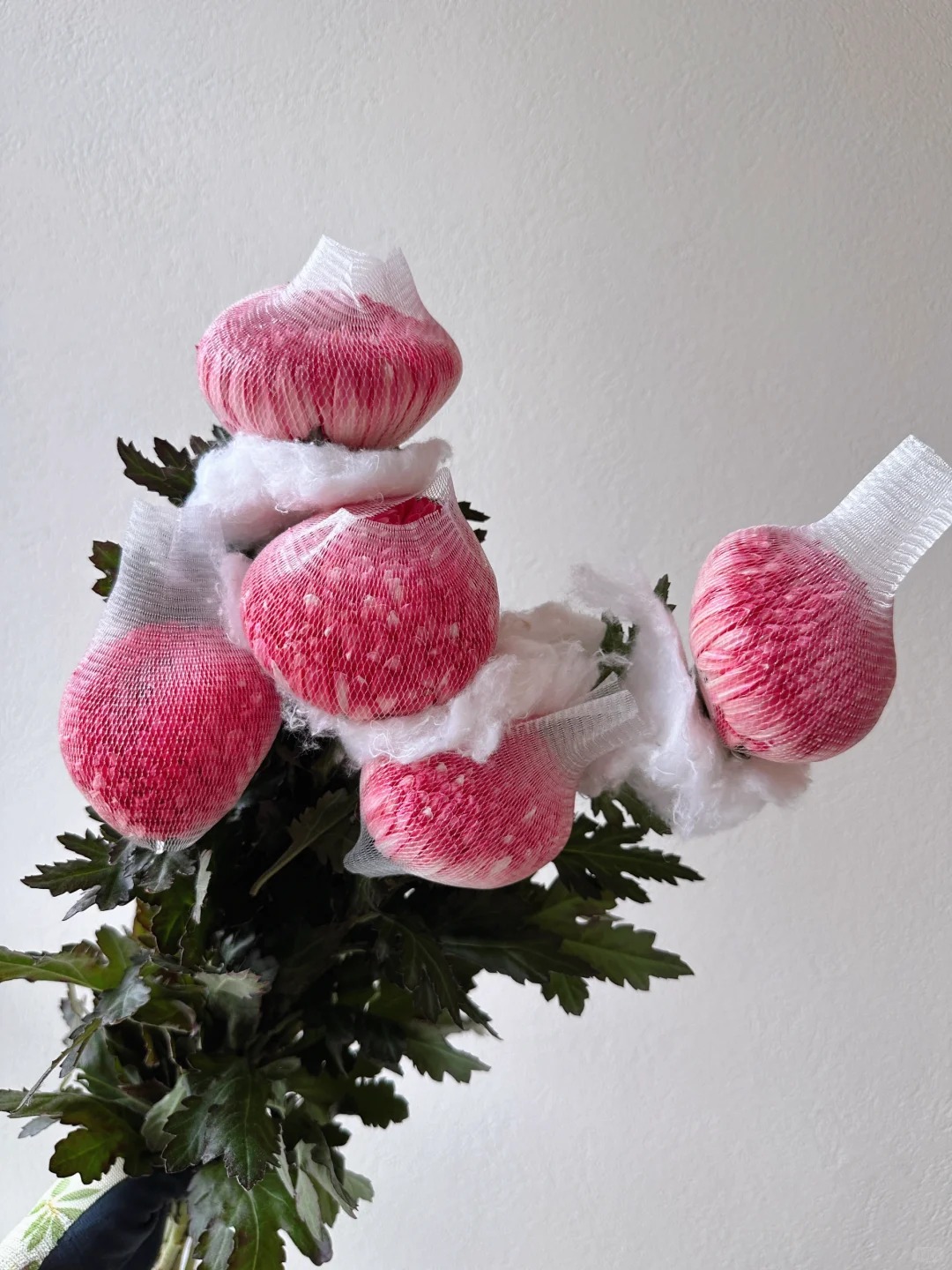 Cúc mẫu đơn: Lòai hoa khổng lồ mang phú qúy cho ngày Tết 2026 - Ảnh 30.