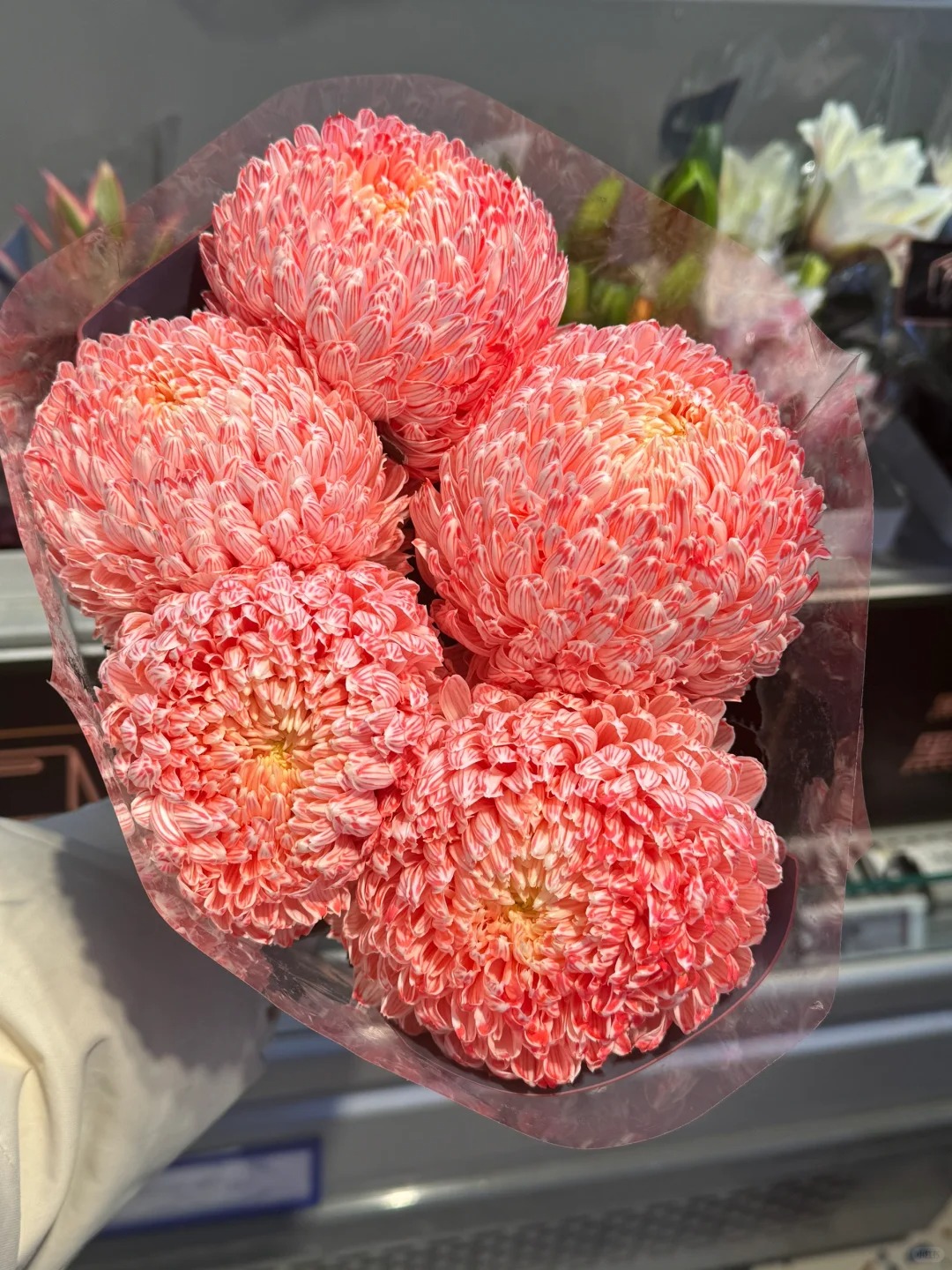 Cúc mẫu đơn: Lòai hoa khổng lồ mang phú qúy cho ngày Tết 2026 - Ảnh 8.