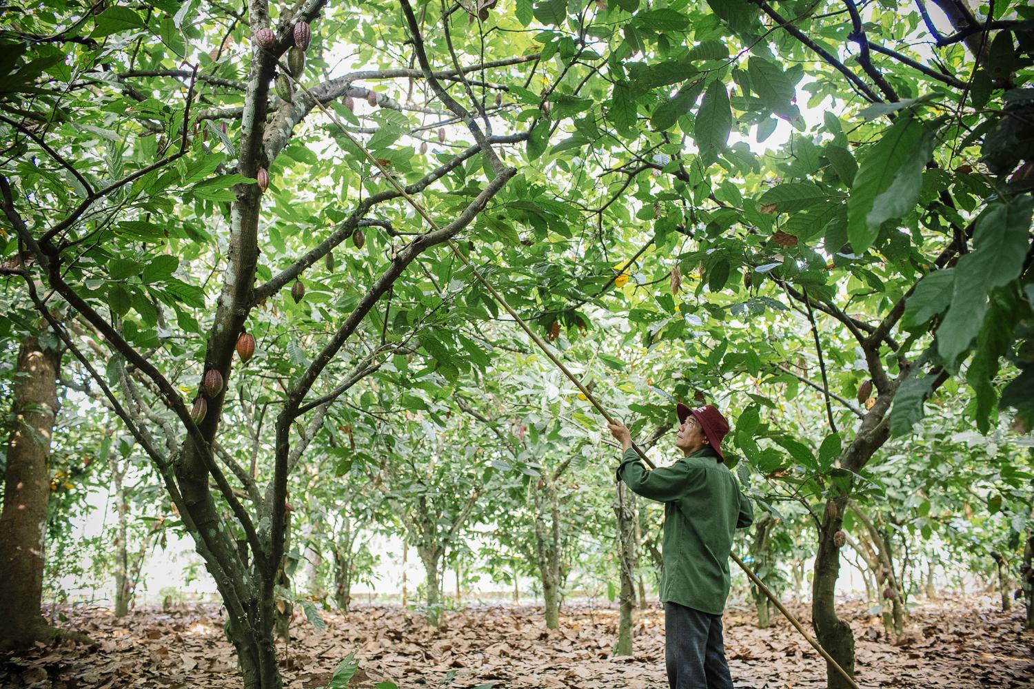 Sô-cô-la 60DAYS - Tinh hoa từ vùng đất ngọt lành - Ảnh 1.