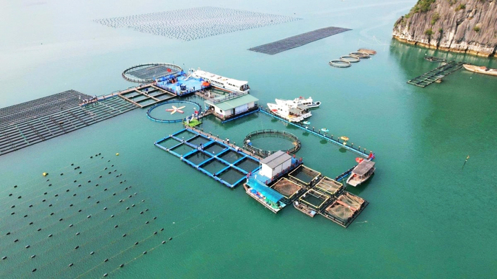 Đề xuất Cụm công nghiệp 1 . 000 Ha nuôi trồng thủy sản tại Vân Đồn và Cô Tô - Ảnh 1. Đề xuất Cụm công nghiệp 1 . 000 Ha nuôi trồng thủy sản tại Vân Đồn và Cô Tô - Ảnh 1.