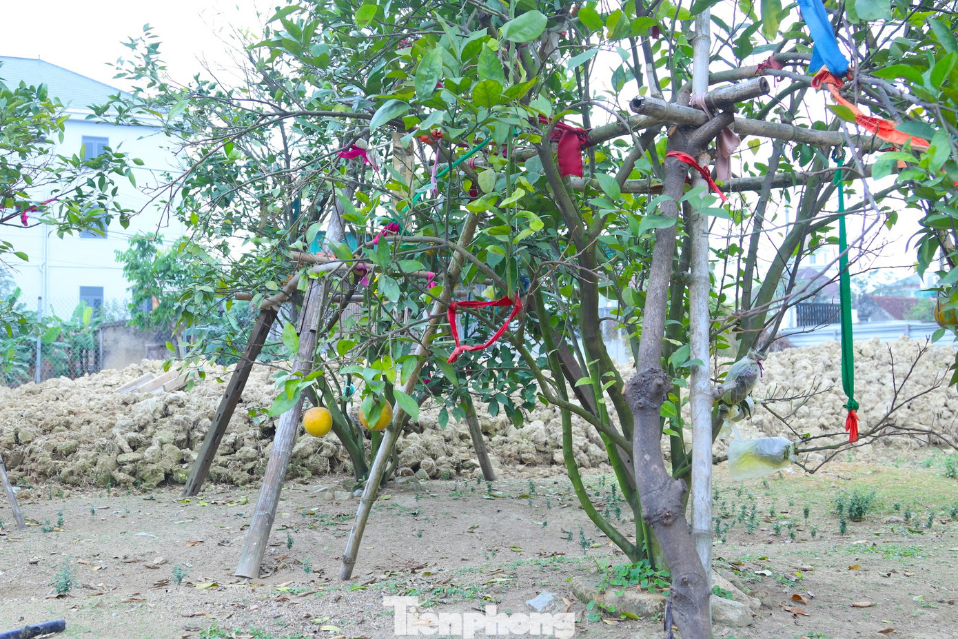 Cam Xã Đòai 2026 mất mùa do thiên tai nhưng vẫn được giá cao - Ảnh 5.