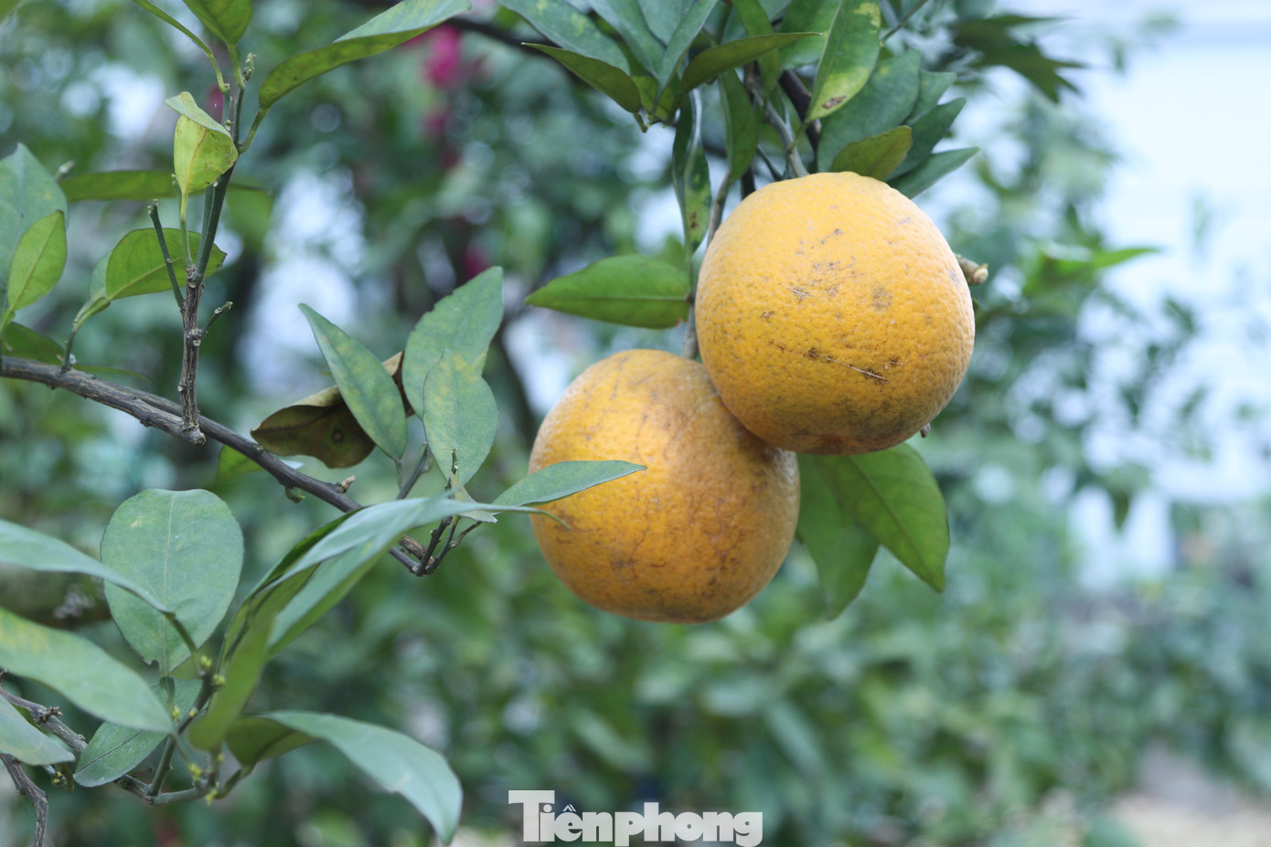 Cam Xã Đòai 2026 mất mùa do thiên tai nhưng vẫn được giá cao - Ảnh 1.