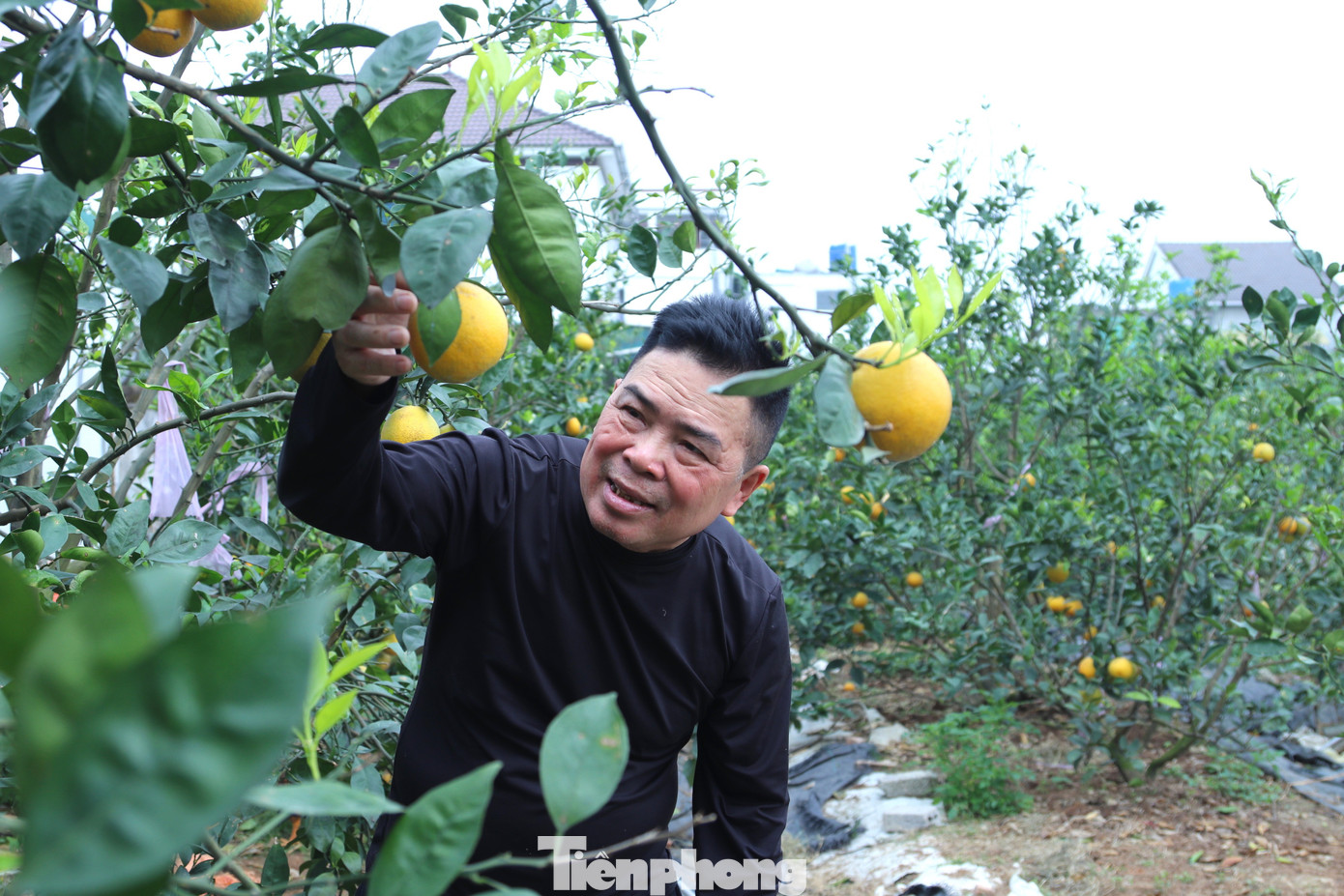 Cam Xã Đòai 2026 mất mùa do thiên tai nhưng vẫn được giá cao - Ảnh 3.