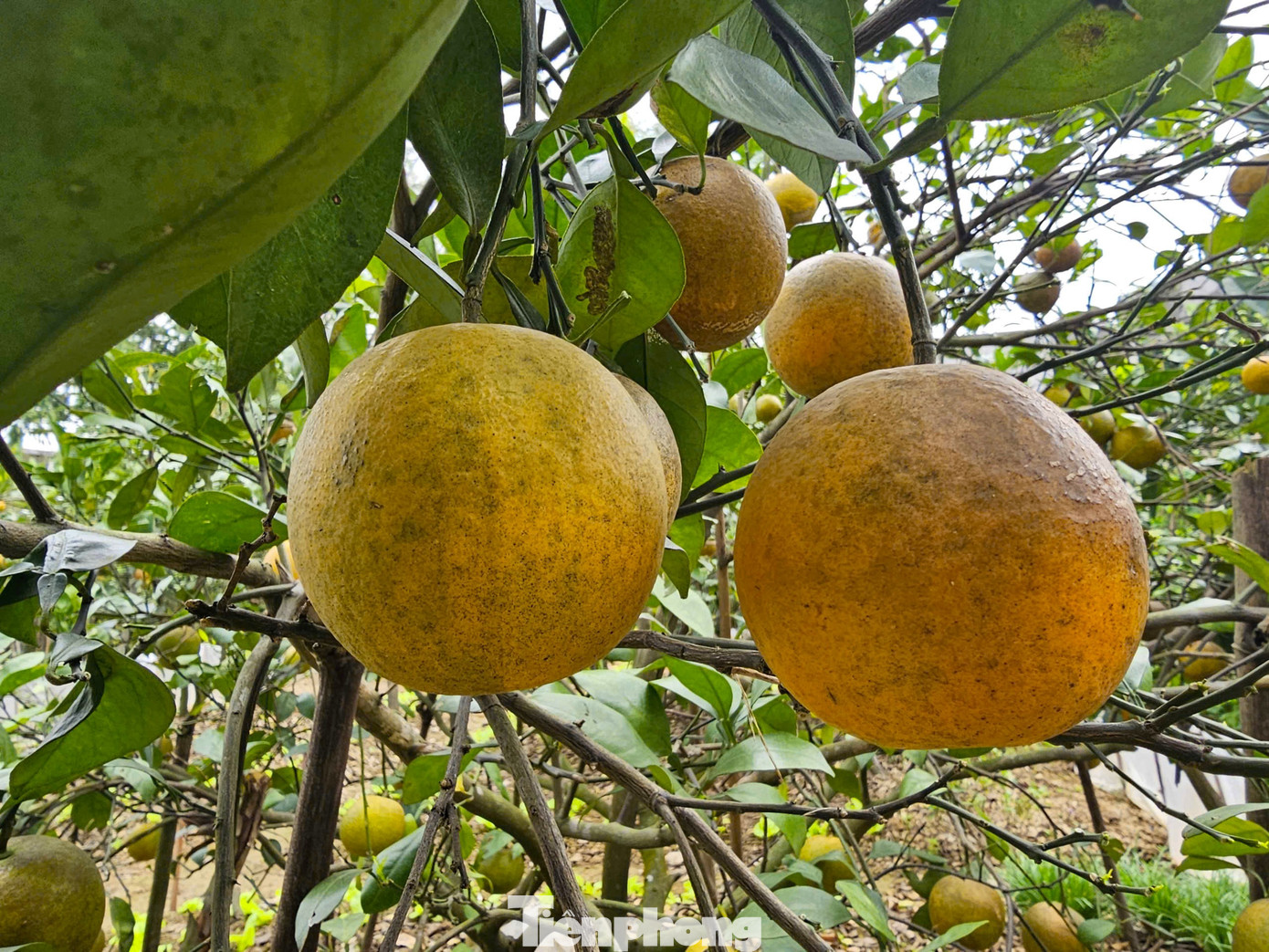 Cam Xã Đòai 2026 mất mùa do thiên tai nhưng vẫn được giá cao - Ảnh 2.