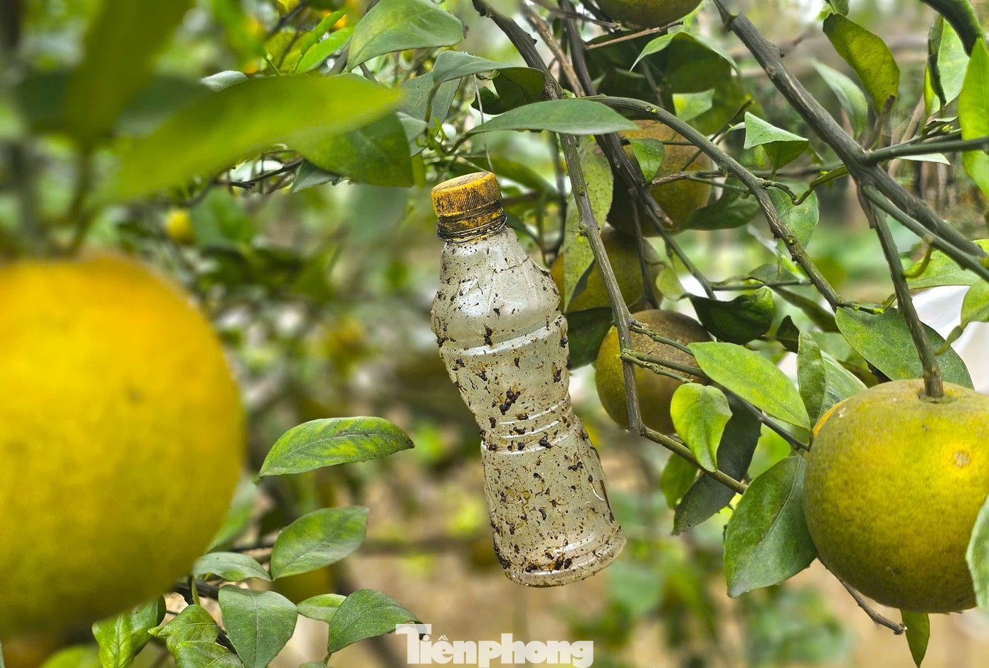 Cam Xã Đòai 2026 mất mùa do thiên tai nhưng vẫn được giá cao - Ảnh 7.