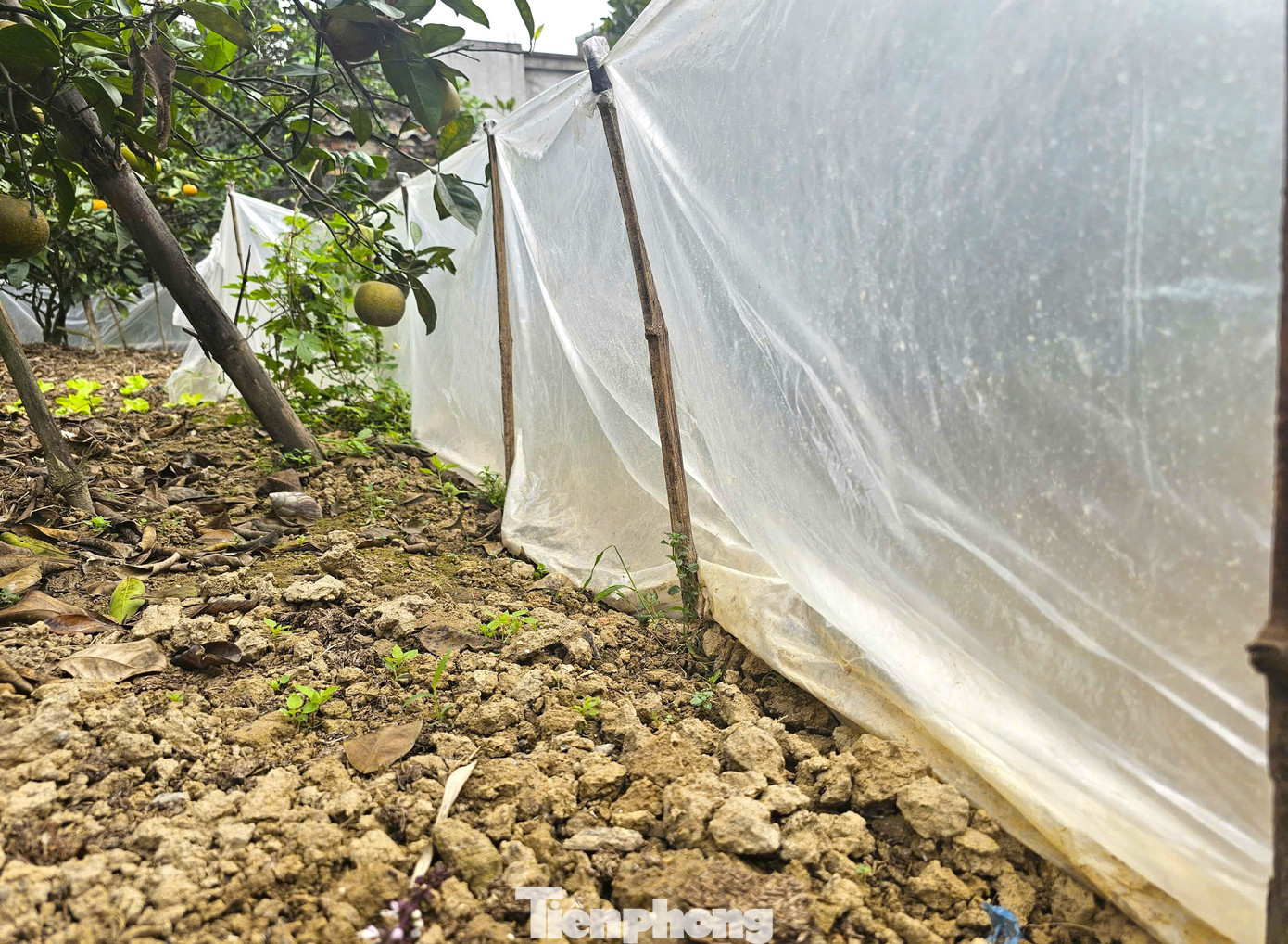 Cam Xã Đòai 2026 mất mùa do thiên tai nhưng vẫn được giá cao - Ảnh 6.