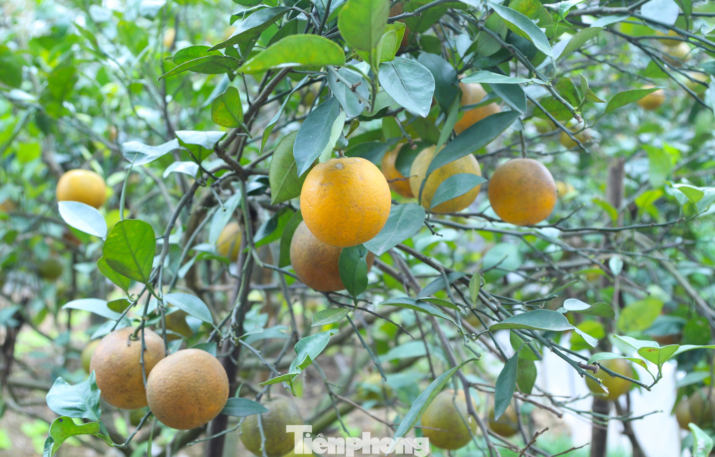 Cam Xã Đòai 2026 mất mùa do thiên tai nhưng vẫn được giá cao - Ảnh 4.