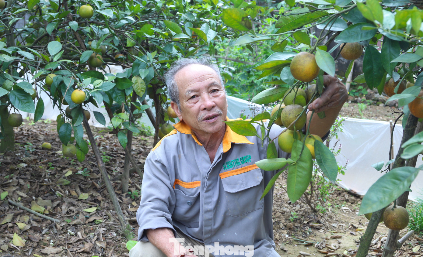 Cam Xã Đòai 2026 mất mùa do thiên tai nhưng vẫn được giá cao - Ảnh 8.