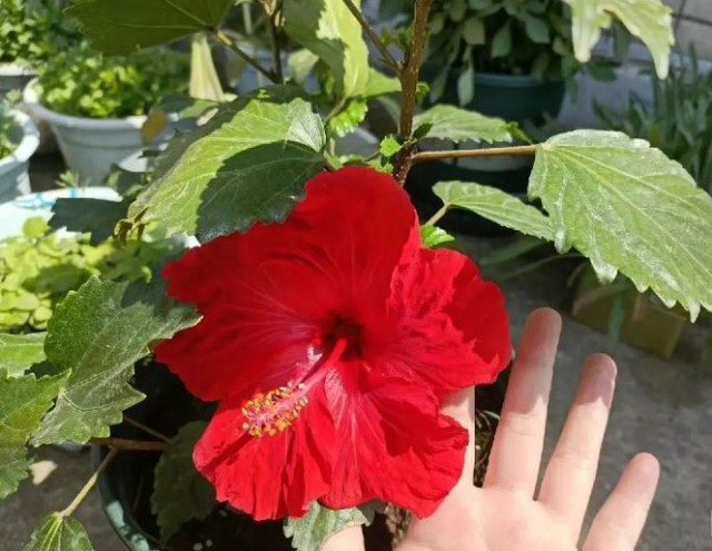 3 loại cây được cho là lọc không khí nhưng không nên trồng trong nhà- Ảnh 3.