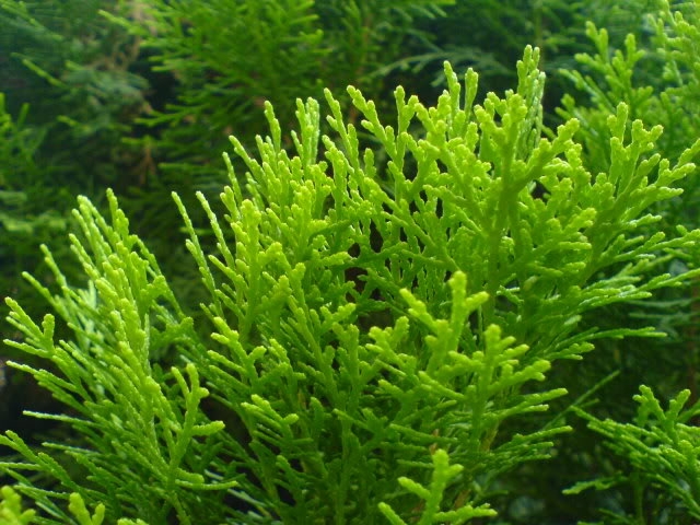 3 loại cây được cho là lọc không khí nhưng không nên trồng trong nhà- Ảnh 2.