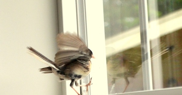 4 vật vào nhà là điềm báo phong thủy tốt lành, tiền tài khởi sắc: Chớ dại đuổi chúng đi- Ảnh 1. 4 vật vào nhà là điềm báo phong thủy tốt lành, tiền tài khởi sắc: Chớ dại đuổi chúng đi- Ảnh 1.