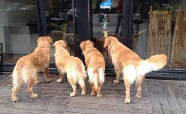 4 vật vào nhà là điềm báo phong thủy tốt lành, tiền tài khởi sắc: Chớ dại đuổi chúng đi- Ảnh 2. 4 vật vào nhà là điềm báo phong thủy tốt lành, tiền tài khởi sắc: Chớ dại đuổi chúng đi- Ảnh 2.