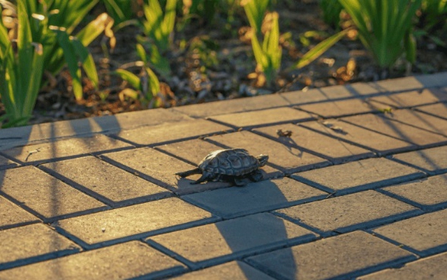 4 vật vào nhà là điềm báo phong thủy tốt lành, tiền tài khởi sắc: Chớ dại đuổi chúng đi- Ảnh 4. 4 vật vào nhà là điềm báo phong thủy tốt lành, tiền tài khởi sắc: Chớ dại đuổi chúng đi- Ảnh 4.