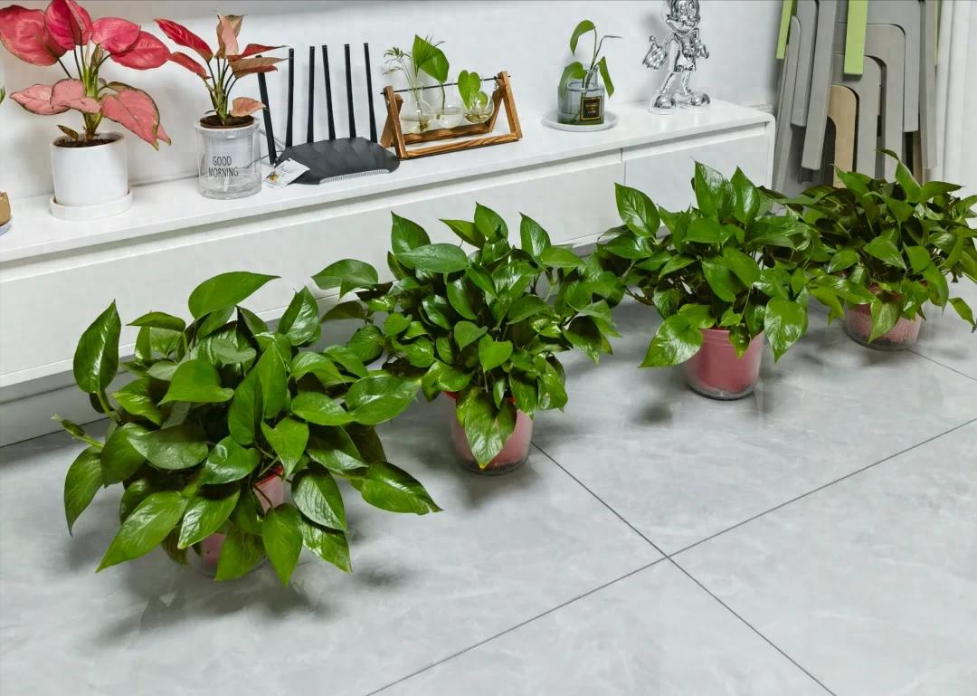 Nhiều người trồng hoa mà không biết hoa hút âm khí gây vận suy trong nhà - Ảnh 1. Nhiều người trồng hoa mà không biết hoa hút âm khí gây vận suy trong nhà - Ảnh 1.