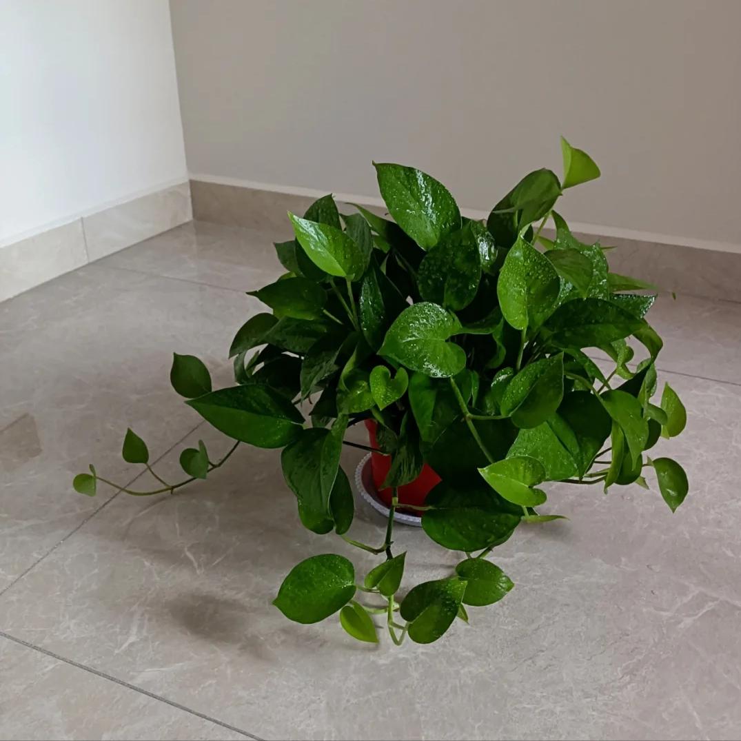 Nhiều người trồng hoa mà không biết hoa hút âm khí gây vận suy trong nhà - Ảnh 2. Nhiều người trồng hoa mà không biết hoa hút âm khí gây vận suy trong nhà - Ảnh 2.