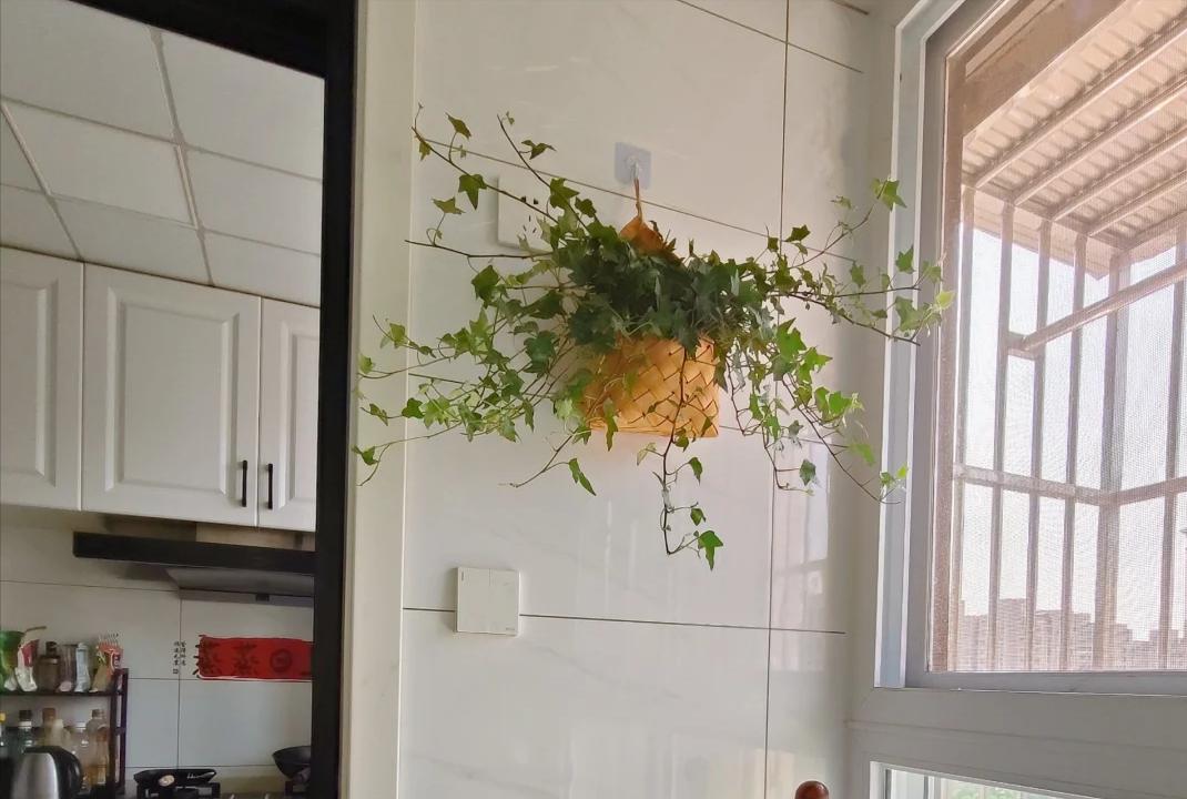 Nhiều người trồng hoa mà không biết hoa hút âm khí gây vận suy trong nhà - Ảnh 3. Nhiều người trồng hoa mà không biết hoa hút âm khí gây vận suy trong nhà - Ảnh 3.