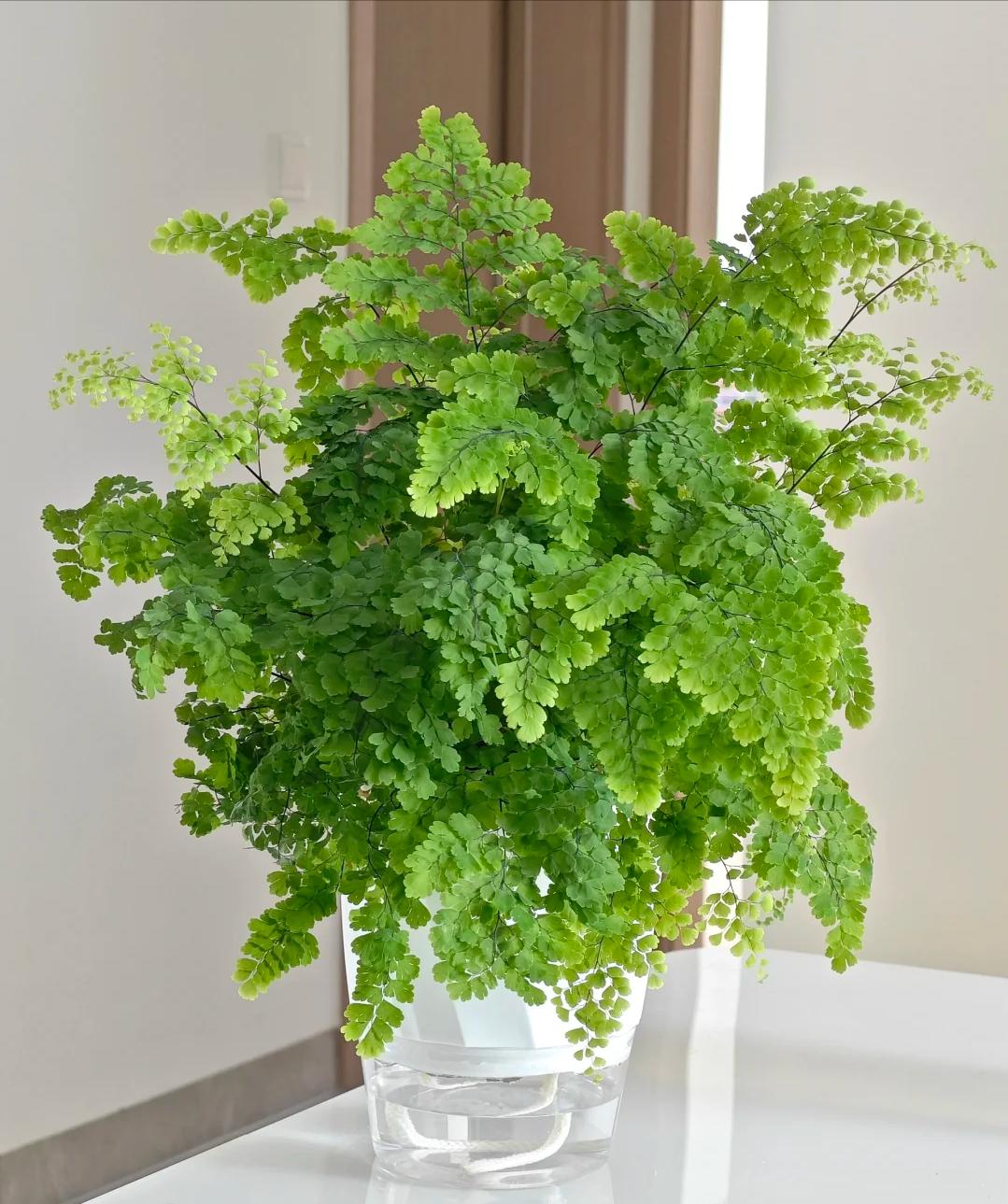 Nhiều người trồng hoa mà không biết hoa hút âm khí gây vận suy trong nhà - Ảnh 4. Nhiều người trồng hoa mà không biết hoa hút âm khí gây vận suy trong nhà - Ảnh 4.