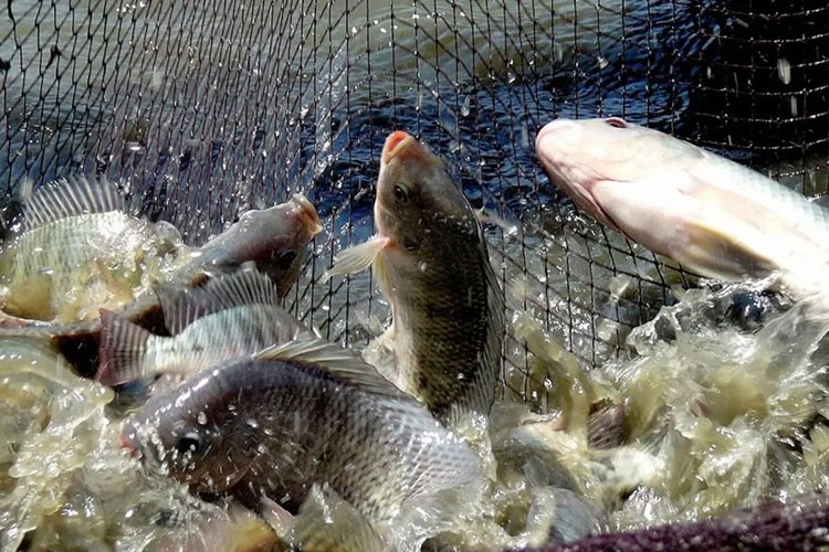 Top 6 loại cá ít thủy ngân bậc nhất- Ảnh 4. Top 6 loại cá ít thủy ngân bậc nhất- Ảnh 4.